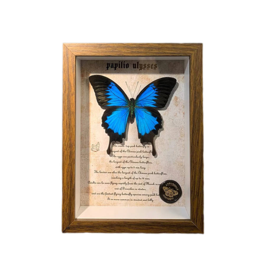 Beauty Of Flower Makeup Authentic Butterfly Specimens Frame